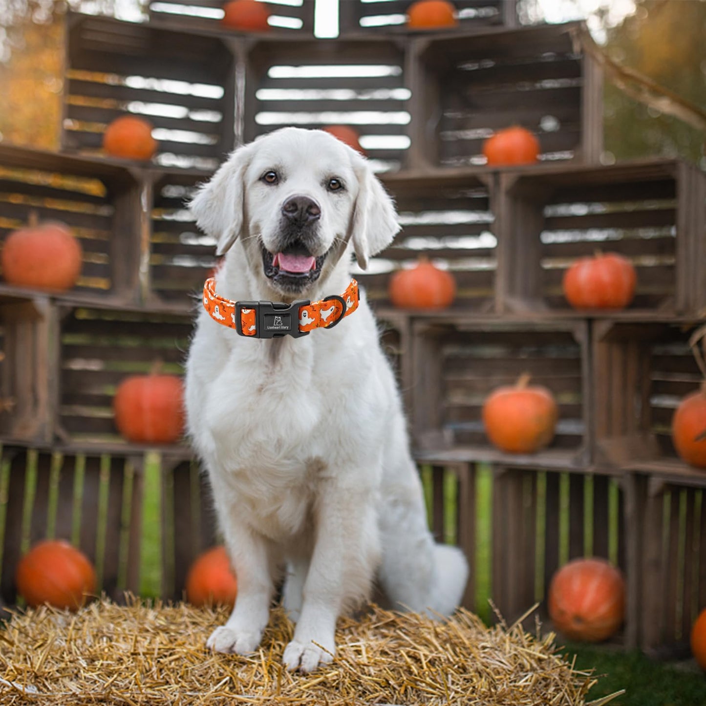 Lionheart glory Halloween Dog Collars Fall Dog Collars Heavy Duty Adjustable Dog Collar for Large Collar Dog Female or Male Dog Collar