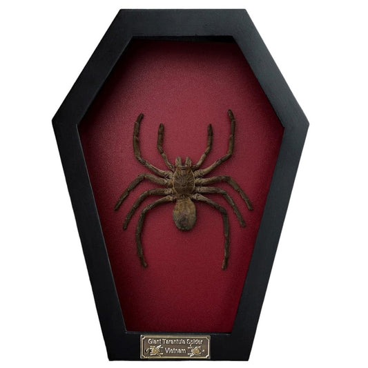 Real Spider Tarantula Gothic Witchy Spooky Beetle Bug Entomology Shadow Box Insect Oddity Curiosities Taxidermy Wall Art Home Decor Living Gallery CF18-56-DO