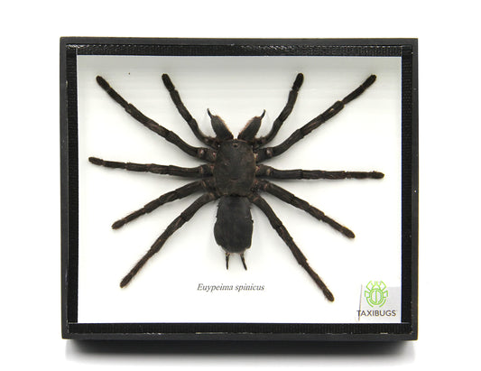 Real Giant Bird Eating Tarantula EURYPEIMA SPINCRUS Spider Taxidermy Transparent Boxed Display (Black Wooden Box)