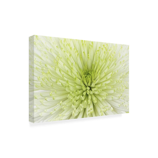 Wrapped Canvas Wall Art - Cora Niele 'Lime Light Spider Mum' Wall Art for Living Room, Bedroom, or Office Décor - 12x19