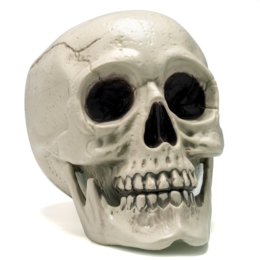 JOYIN Skeleton Halloween Decorations, Life Size Human Skull Model Indoor Outdoor Decorations for Trick-or-Treaters, Realistic Plastic Human Head Bone Tabletop Home Decor (6 x 5.5 x 7.5 Inches)