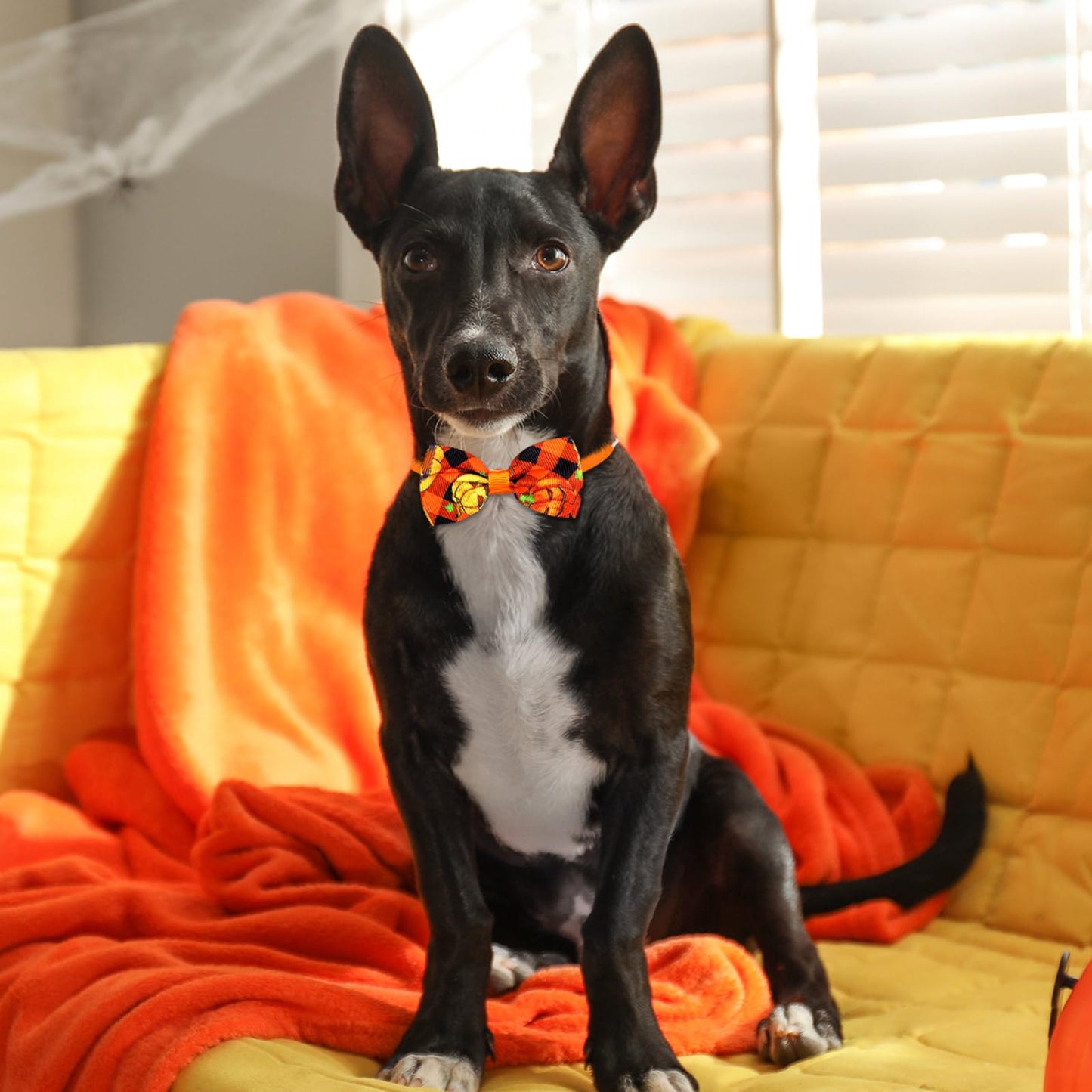 Sadnyy 60 Pcs Dog Bows Dog Collars Thanksgiving Halloween Pet Ties Pumpkin Ghost Adjustable Halloween Pet Bowtie Collar Includes 24 Neck Ties and 24 Bowties 12 Bowknot Set
