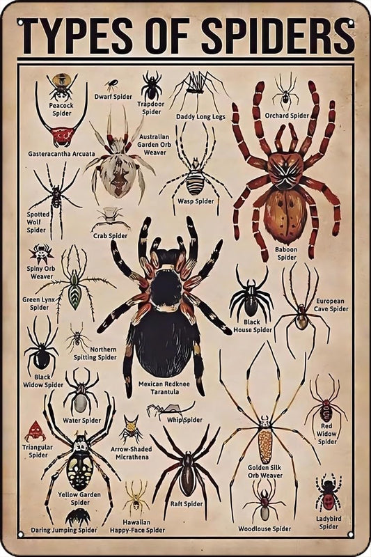 Types of Spiders Metal tin Sign Suitable for Insect Lovers, Study Rooms, Animal Crawl Spaces, Man cave 12 * 8 inch