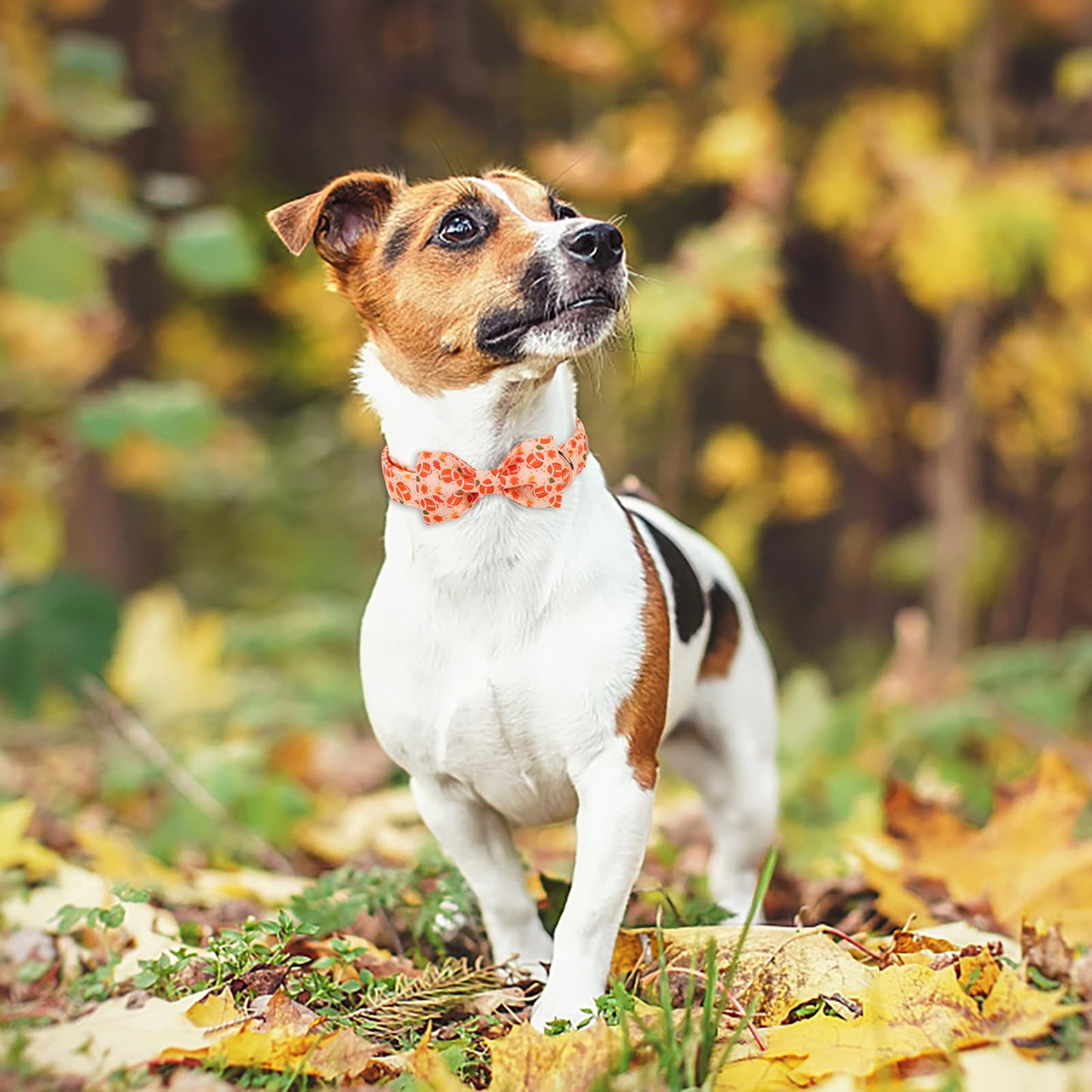 Babole Pet Fall Football Dog Collar with Bow Tie - Cute Orange Fall Dog Collars, Adjustable Cotton Metal Buckle Bowtie Collar for Small Medium Large Boy Girl Dogs L