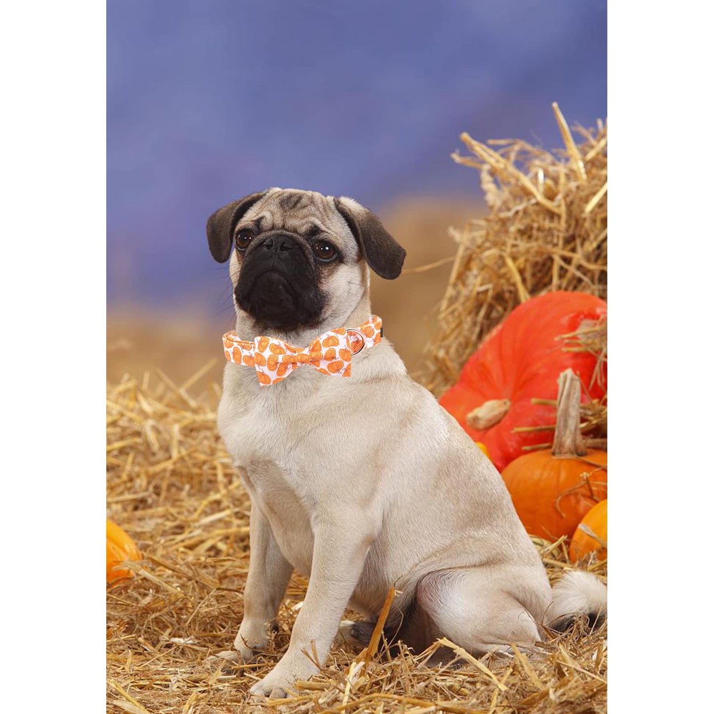 Lionheart Glory Halloween Dog Collars - Adjustable Heavy Duty Bowtie Collar for Large Dogs