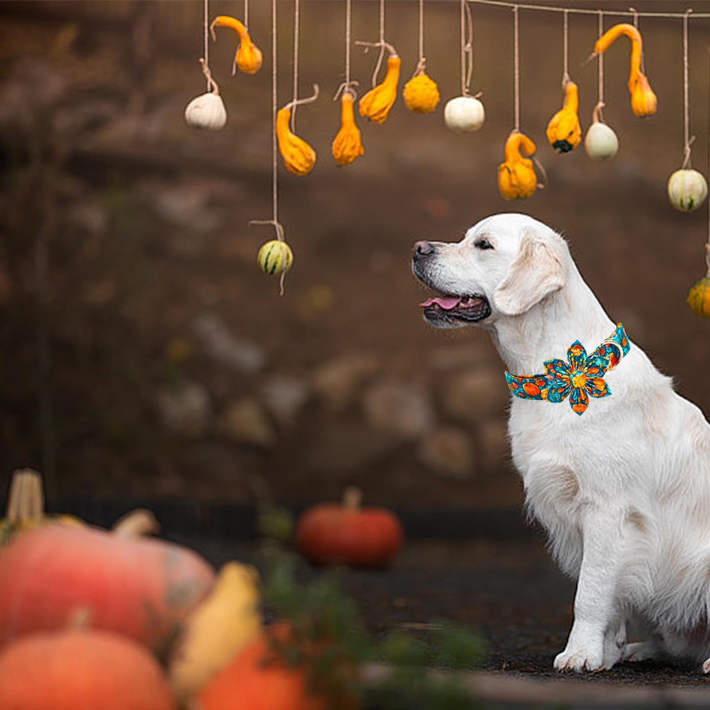 Elegant little tail Fall Dog Collar, Halloween Pet Collars with Flower Cute Pumpkin Print Puppy Collar Female or Male Cotton Adjustable Collars for Small Medium Large Dogs