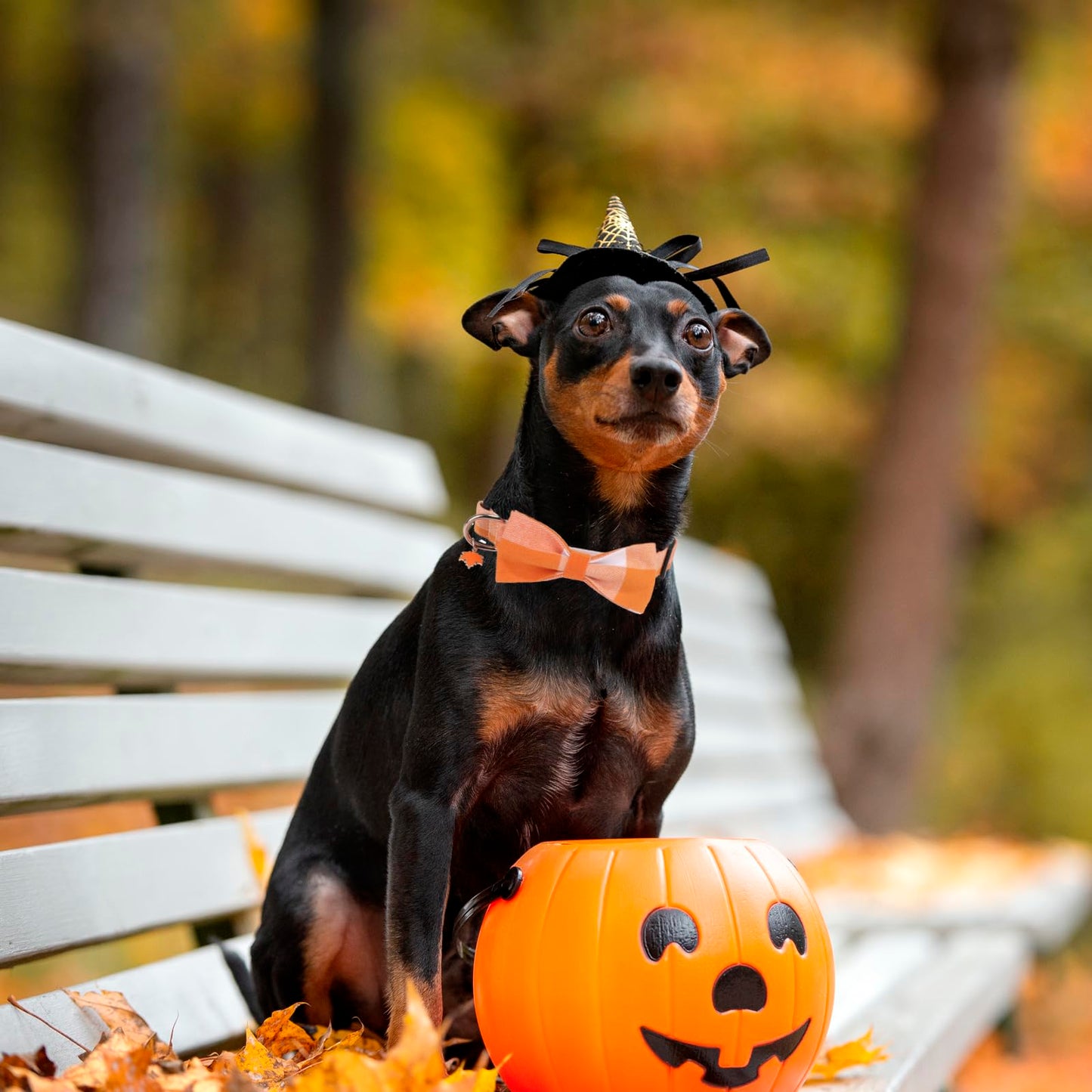 PTDECOR Fall Dog Collar with Bow, Halloween Thanksgiving Bowtie Collar, Adjustable Cotton Yellow Orange Plaid Bowtie Collars for Medium Dogs Pets (Medium)