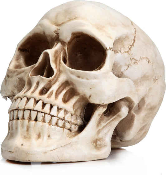Stacknovo Halloween Skull Decoration - Realistic 7.9 Inch Life Size Skeleton Head Prop for Indoor & Outdoor, Durable Plastic Skull Statue for Haunted House, Party, Gift