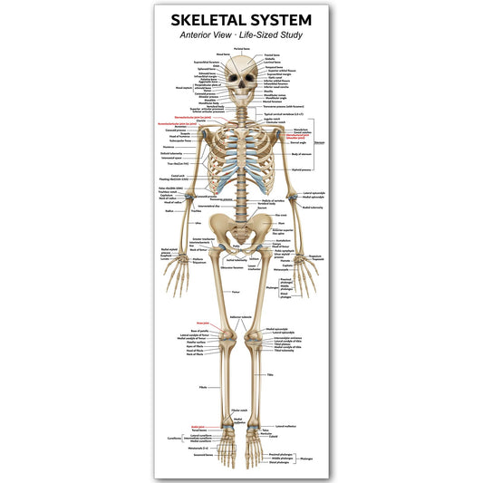 Conderyang Life Size Skeleton Bones Named Poster 72 x 27 Inch Human Skeleton Poster for Classroom or Lab and Medical Office Shipped Crease-Free Posters Wall Decor for Students Teachers and Doctors