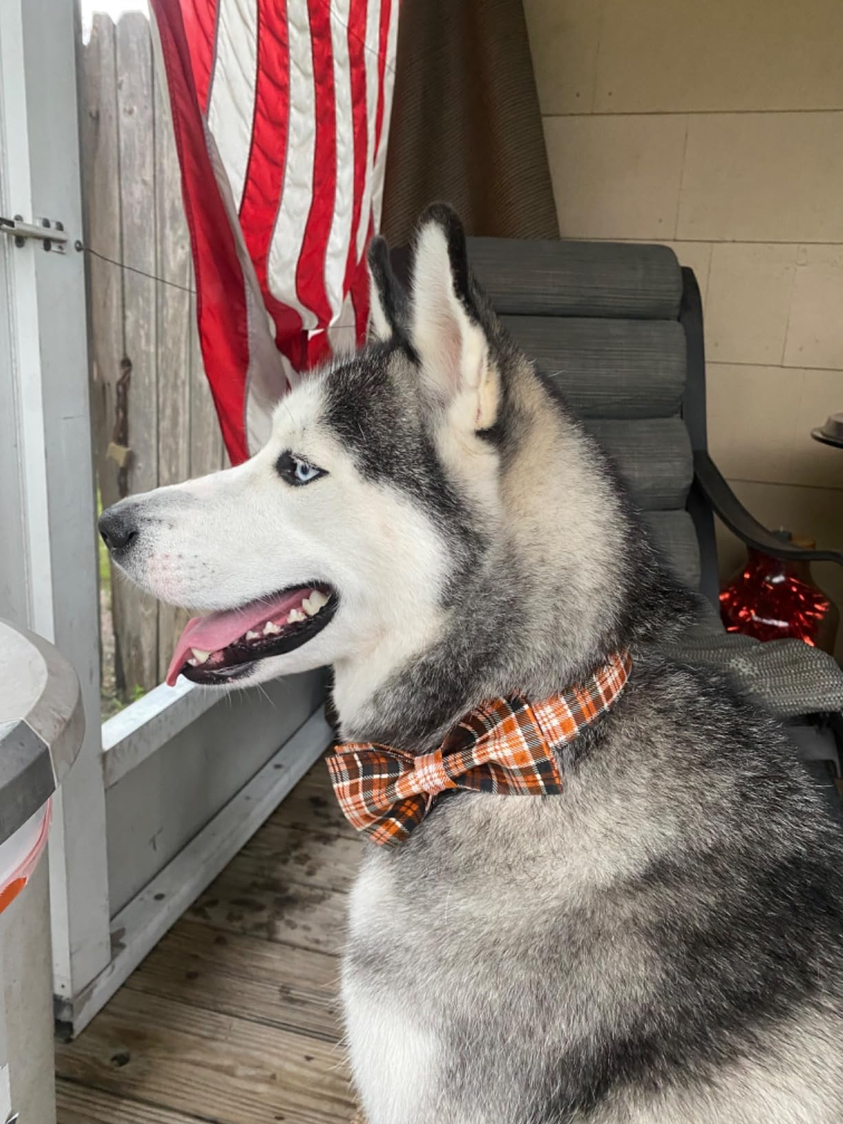 Lionet Paws Halloween Dog Collar with Bowtie - Cute Cotton Adjustable Fall Bowtie Dog Collar with Metal Buckle for Small Medium Large Dog Girl Boy Gift, XS, Neck 8-12in