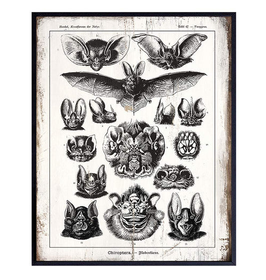 Rustic Bats Wall Art Decor - Retro Antique Style Decoration for Home, Apartment, Office, Living Room, Bedroom - Gift for Steampunk, Goth Gothic Fans - 8x10 Vintage Haeckel Poster Print - UNFRAMED
