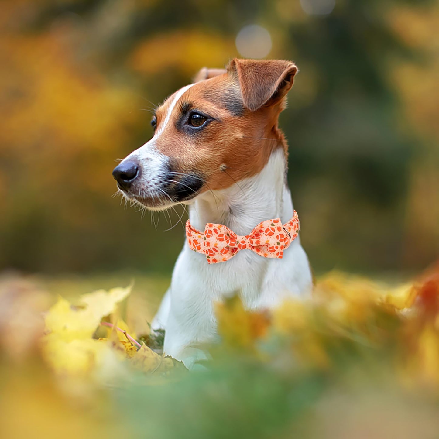 Babole Pet Fall Football Dog Collar with Bow Tie - Cute Orange Fall Dog Collars, Adjustable Cotton Metal Buckle Bowtie Collar for Small Medium Large Boy Girl Dogs L