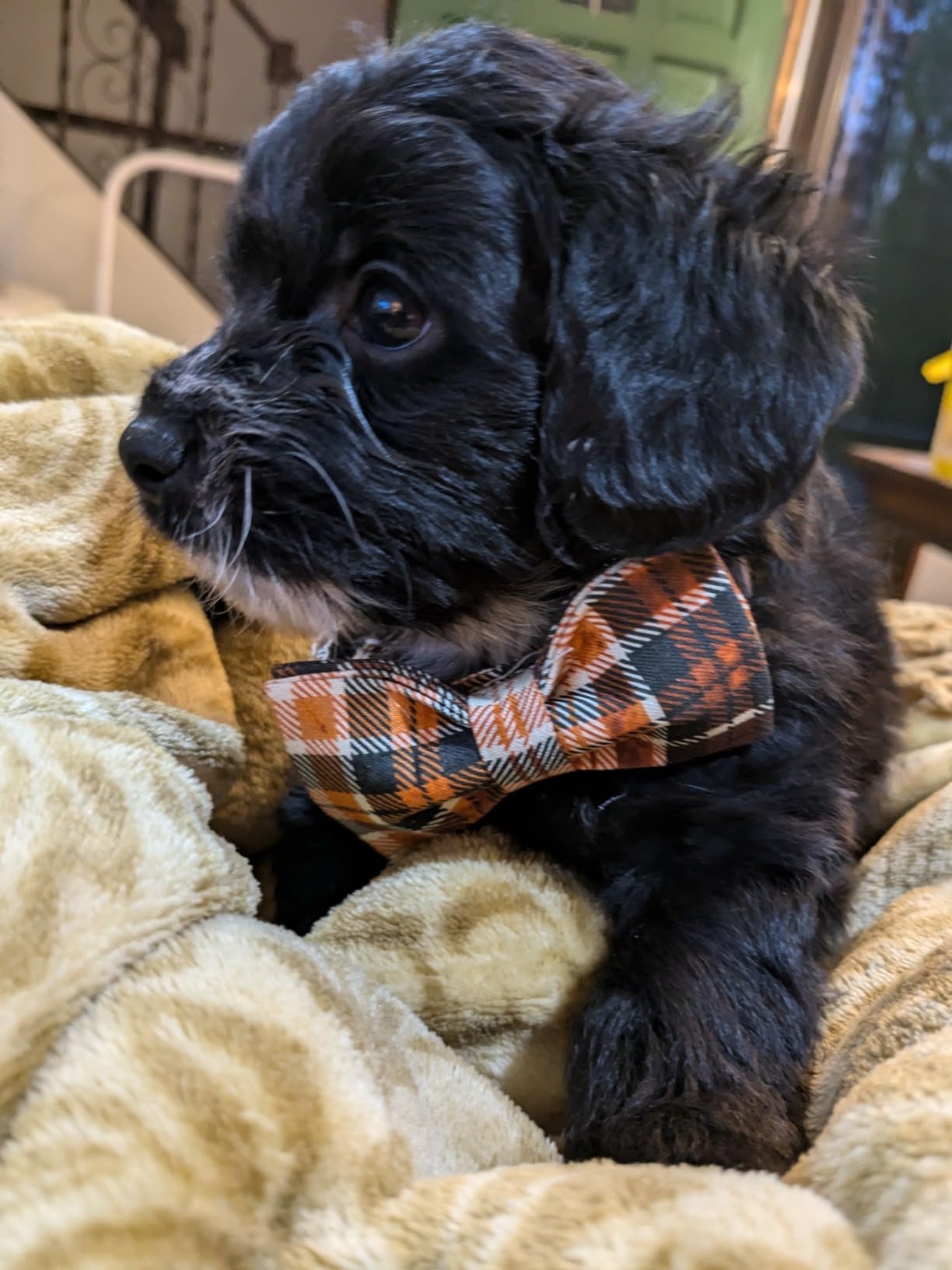 Lionet Paws Halloween Dog Collar with Bowtie - Cute Cotton Adjustable Fall Bowtie Dog Collar with Metal Buckle for Small Medium Large Dog Girl Boy Gift, XS, Neck 8-12in