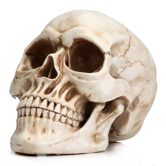 READAEER Resin Skull, Human Head Model for Home Decoration, Halloween Statue, Skull Model for Bookshelf and Desktop (White)