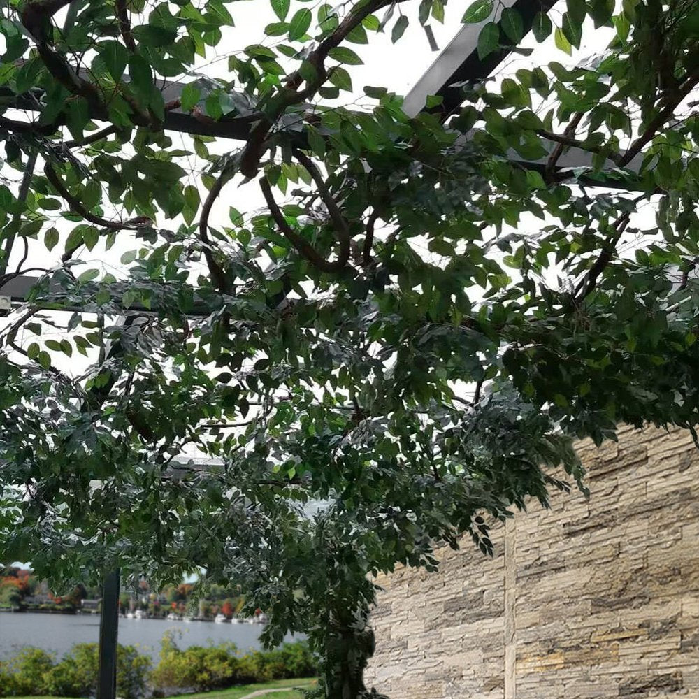 GTIDEA 12 Pcs Ficus Tree Leaves Branches Artificial Greenery Stems Spring Silk Green Leaves Plants for Wreath Benjamina Tree Indoor Outdoor Porch DIY Wedding Party Farmhouse Wall Decor (24.04 Inch)