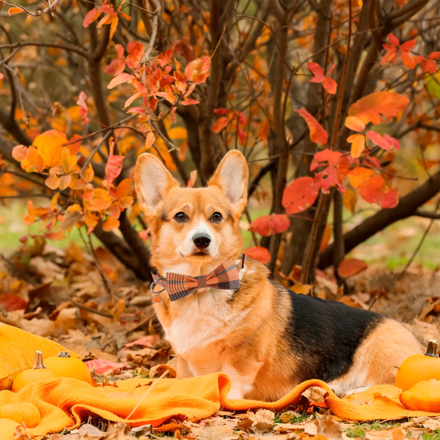 PTDECOR Fall Dog Collar with Bow, Halloween Thanksgiving Bowtie Collar, Adjustable Cotton Yellow Orange Plaid Bowtie Collars for Medium Dogs Pets (Medium)