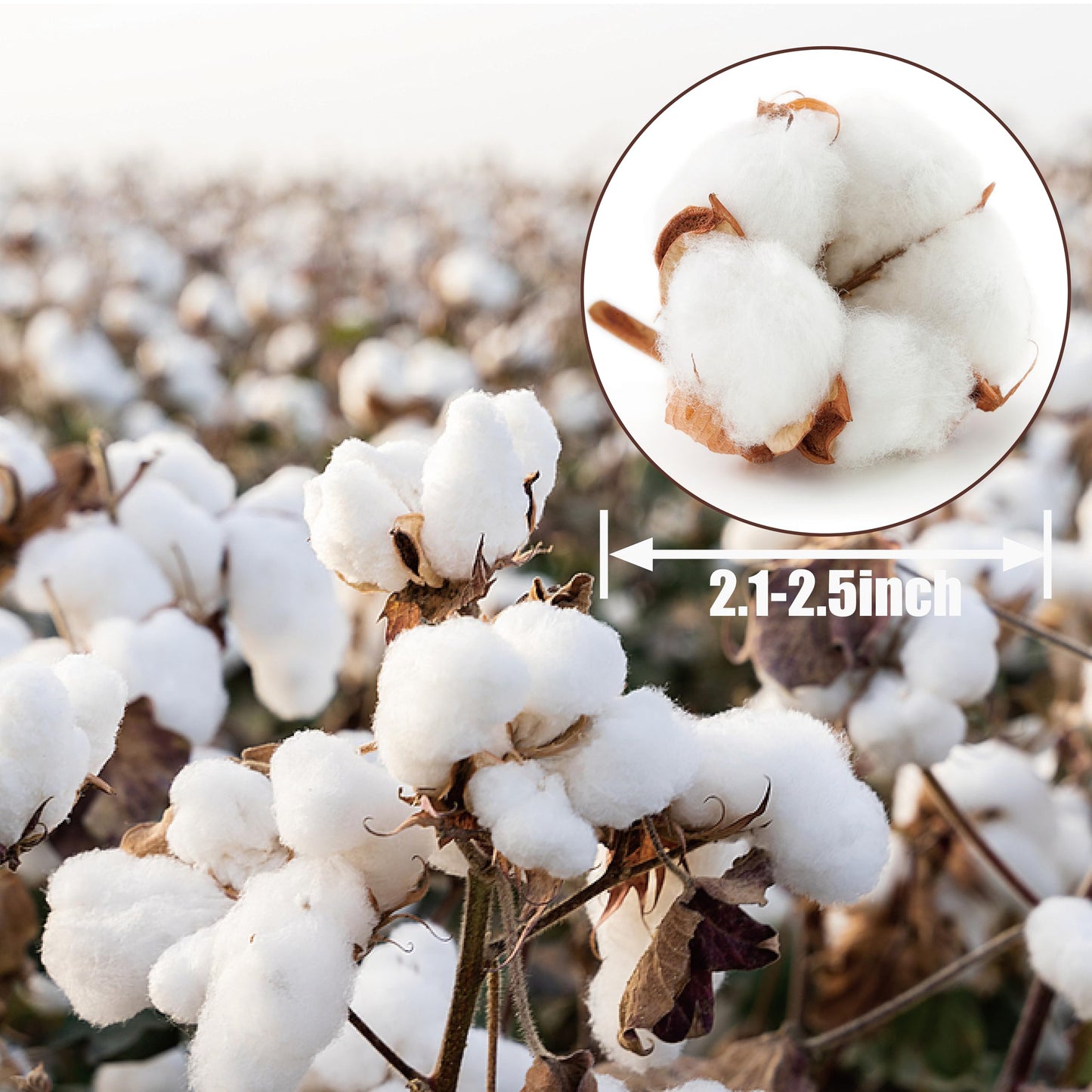 10 Packs Natural Dried Cotton Stems - 15 Inch Real Cotton Flowers with 20 Bolls, Rustic Farmhouse Decor Branches Bundle for DIY Vase Fillers and Wedding Centerpiece, Christmas, Halloween