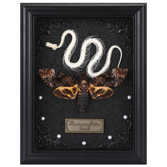 Real Death Head Moth Framed with Snake Skeleton, Gothic Insect Specimen Display in Shadow Box, Taxidermy Collectables Wall Art Home Decor