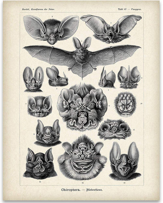 Vintage Ernst Haeckel Bat Wall Decor - Bat Poster Halloween Art Print - Goth Wall Art Halloween Prints Wall Art Halloween Picture - Tattoo Shop Decor Gothic Art 11x14 Unframed Art Print Poster