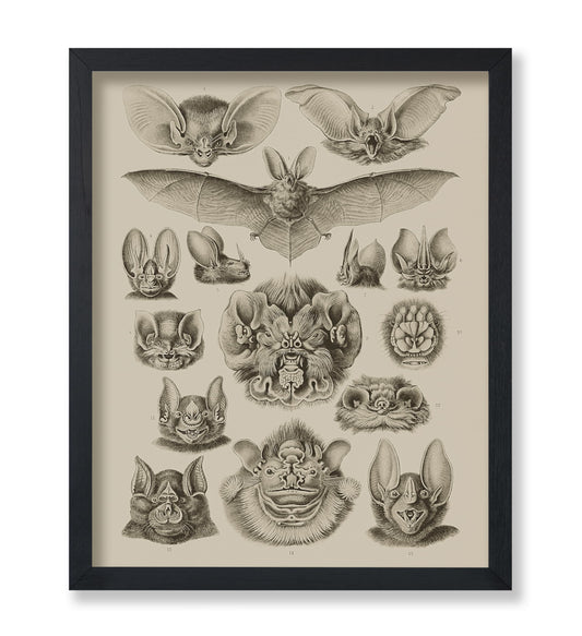 Poster Master Vintage Bat Species Poster - Retro Art Forms of Nature Print - Bat Art - Gift for Men, Women & Animal Lover - Gothic Wall Decor for Bedroom, Living Room or Dorm - 8x10 UNFRAMED Wall Art