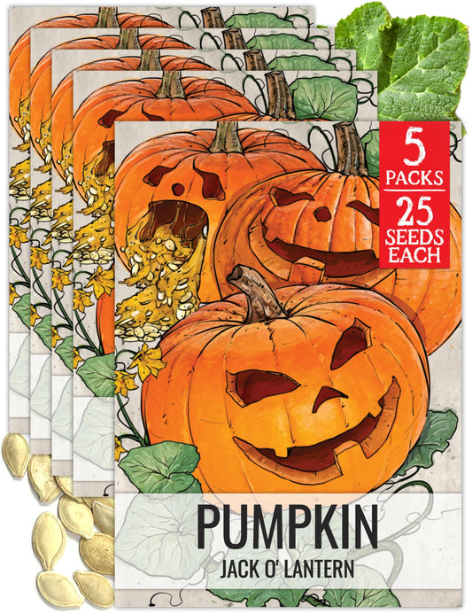 Seed Needs Pumpkin Seeds for Planting Jack O Lantern Pumpkins - Non-GMO Heirloom & Untreated Cucurbita Pepo Vegetable Seed to Plant an Outdoor Pumpkin Patch (5 Packs)