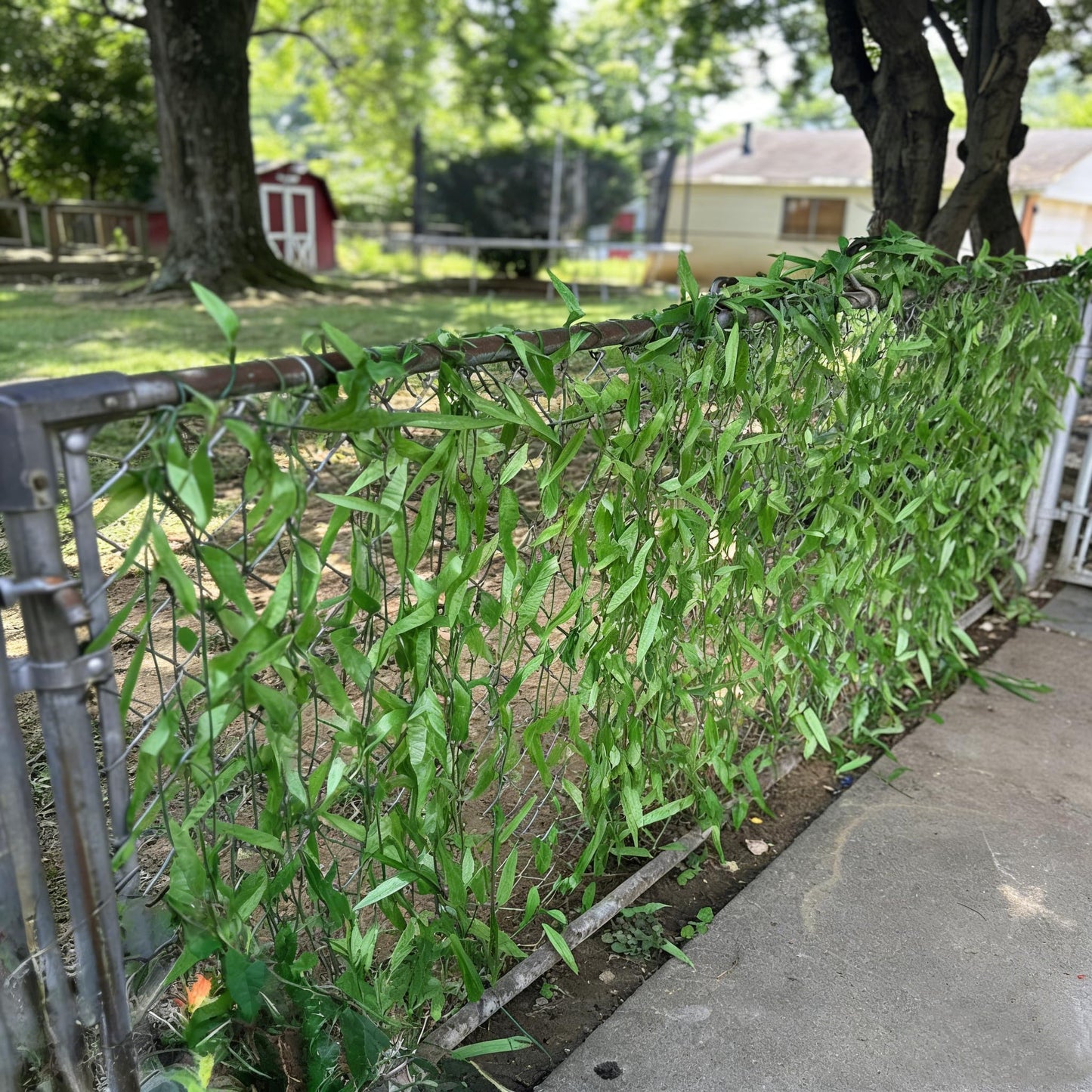 HOGADO 50pcs 300FT Artificial Vine Hanging Greenery Garland Jungle Vines Faux Willow Rattan Vine Artificial Leaves Garland Aestheti Fake Flowers Foliage for Garden Wedding Party Balcony Jungle Decor